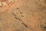 Aerial photo of several cattle walking along dry land, mainly light brown dirt.