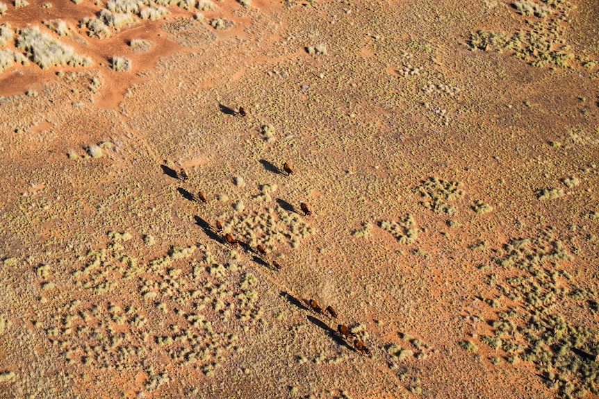 Aerial photo of several cattle walking along dry land, mainly light brown dirt.