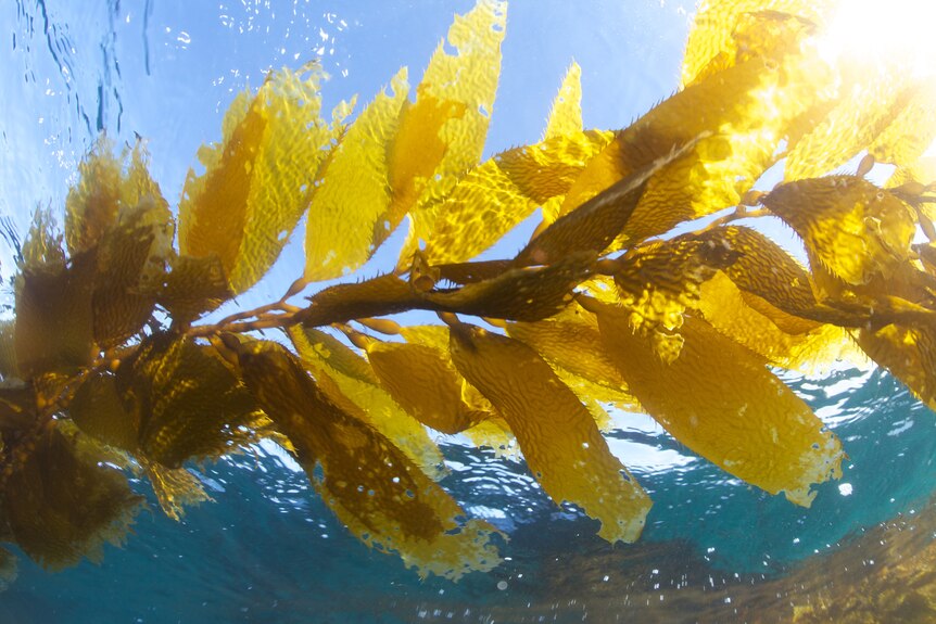 light shines through a branch of golden seaweed.