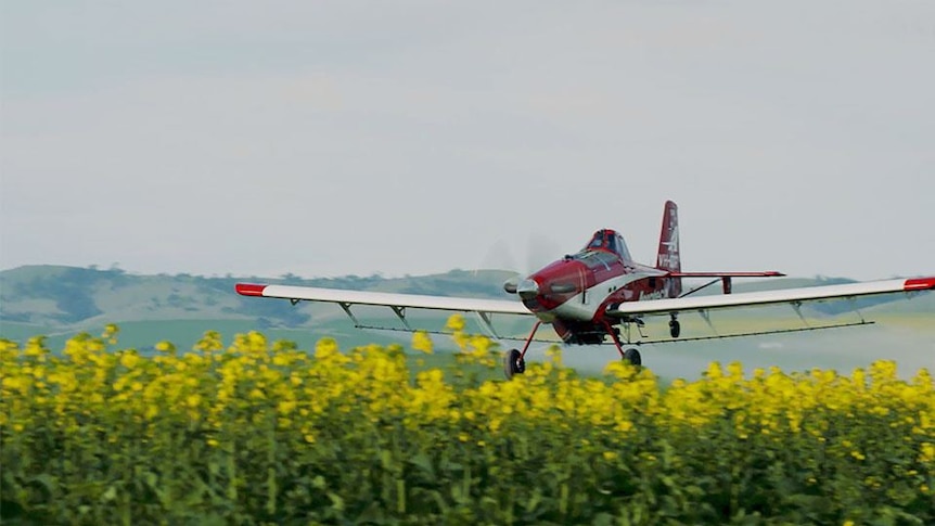 A small aircraft spraying canola crops.