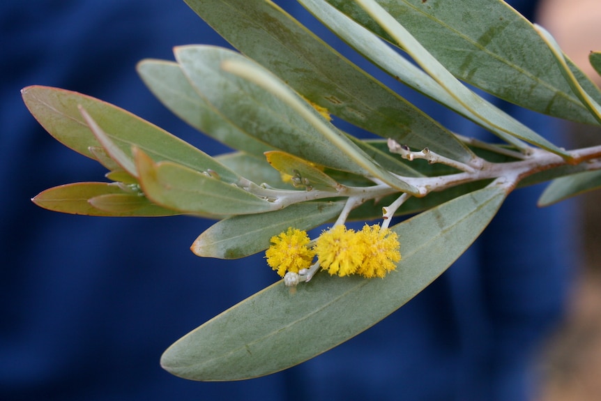 A wattle sprig with chalky green leaves and three yellow flower balls