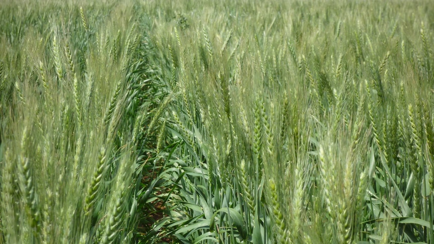 Bread wheat genes uncovered