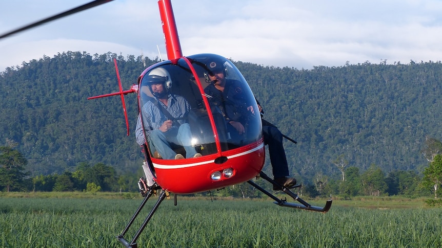 Pig shooter in a helicopter