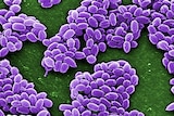 Spores from the Sterne strain of anthrax bacteria