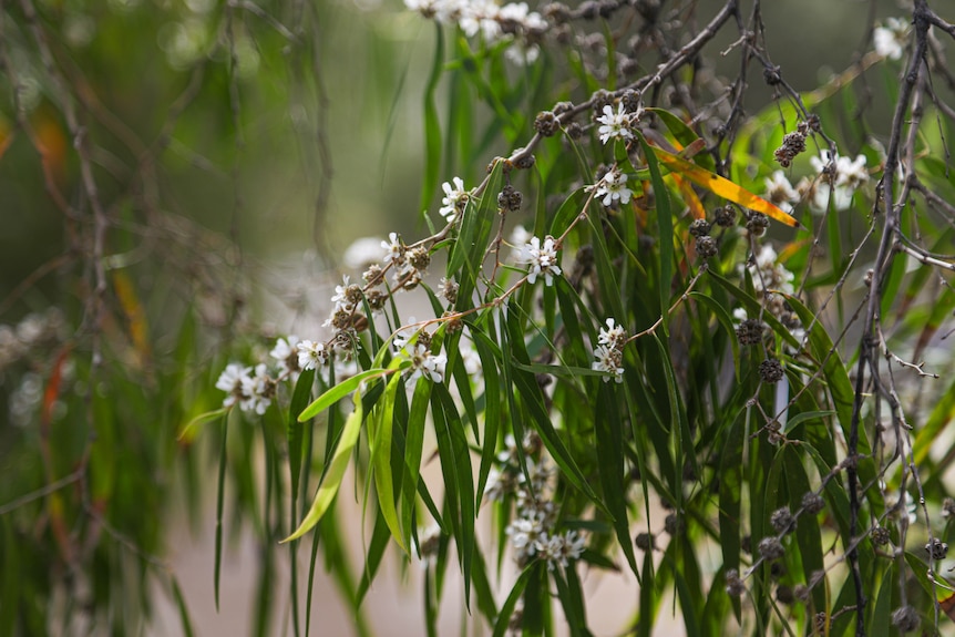 A close-up of a WA peppermint tree which has small white flowers and long green leaves