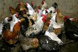 A group of around 25 chickens stand together on dirt in small brick area.