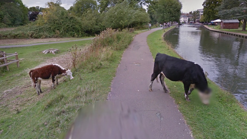 Cow's face blurred in Google Street View