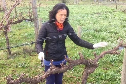 kandy xu tends to wine grape vines in winter with no leaves