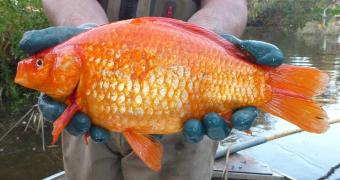 Large goldfish captured in Vasse River