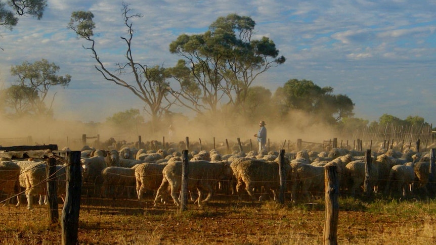 At the Sheep Yards.