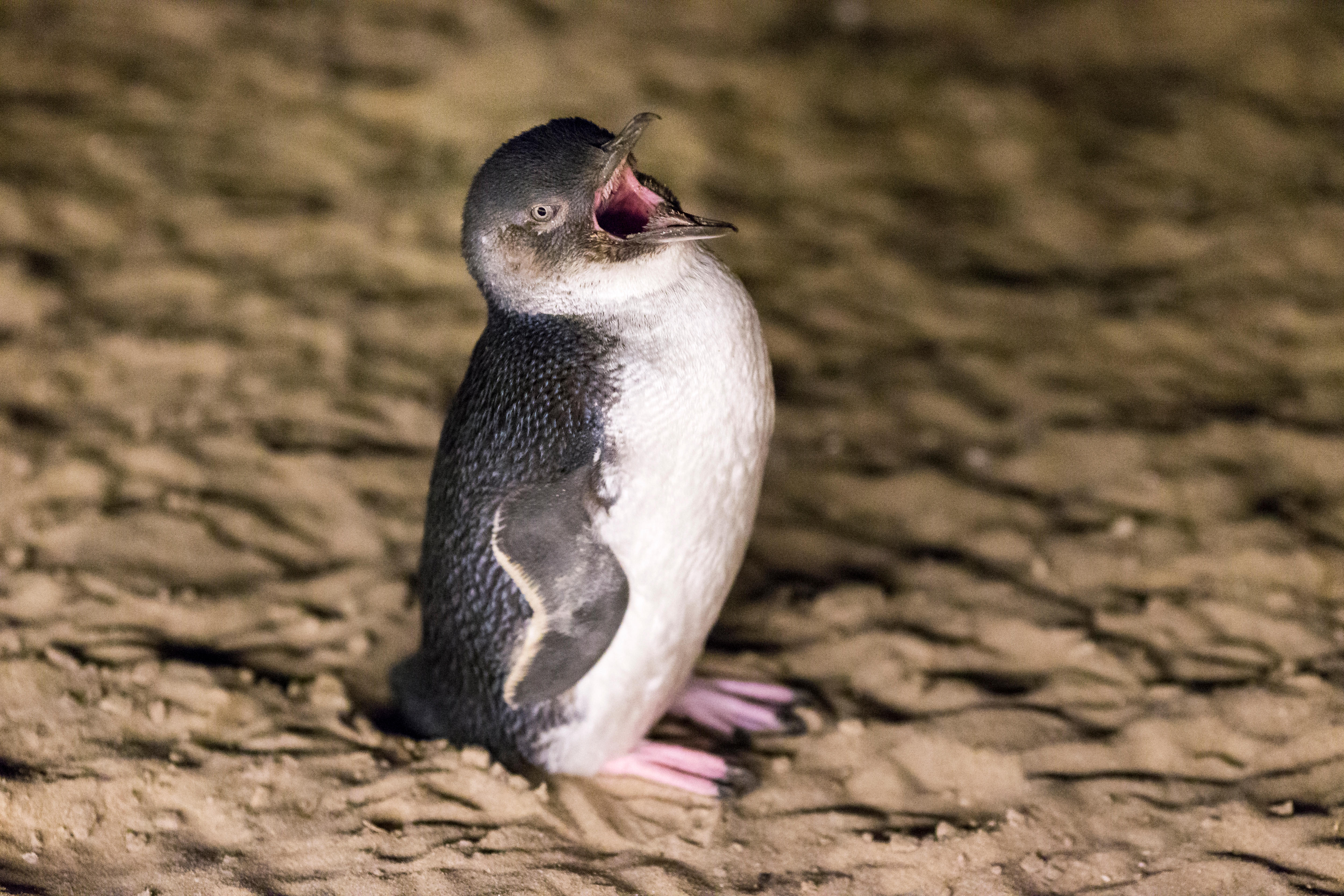A penguin standing on the sand with its mouth open