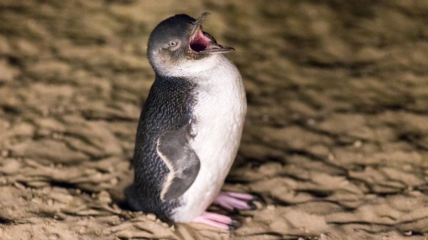 A penguin standing on the sand with its mouth open.