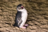 A penguin standing on the sand with its mouth open.