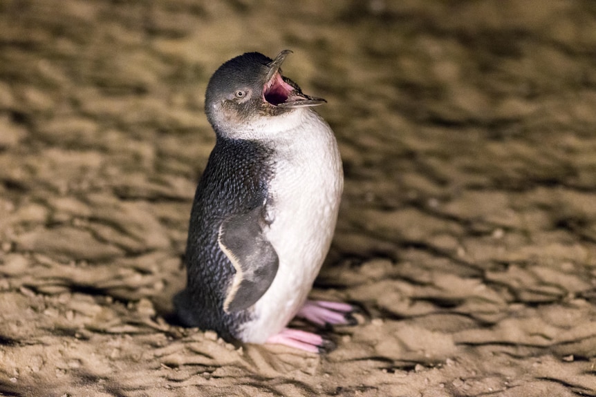 A penguin standing on the sand with its mouth open