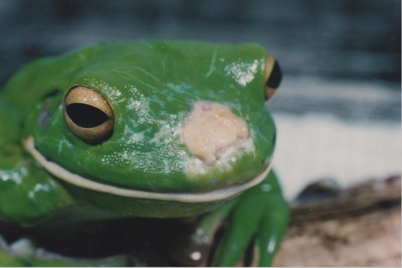 a green frog with a white mass growing on its face