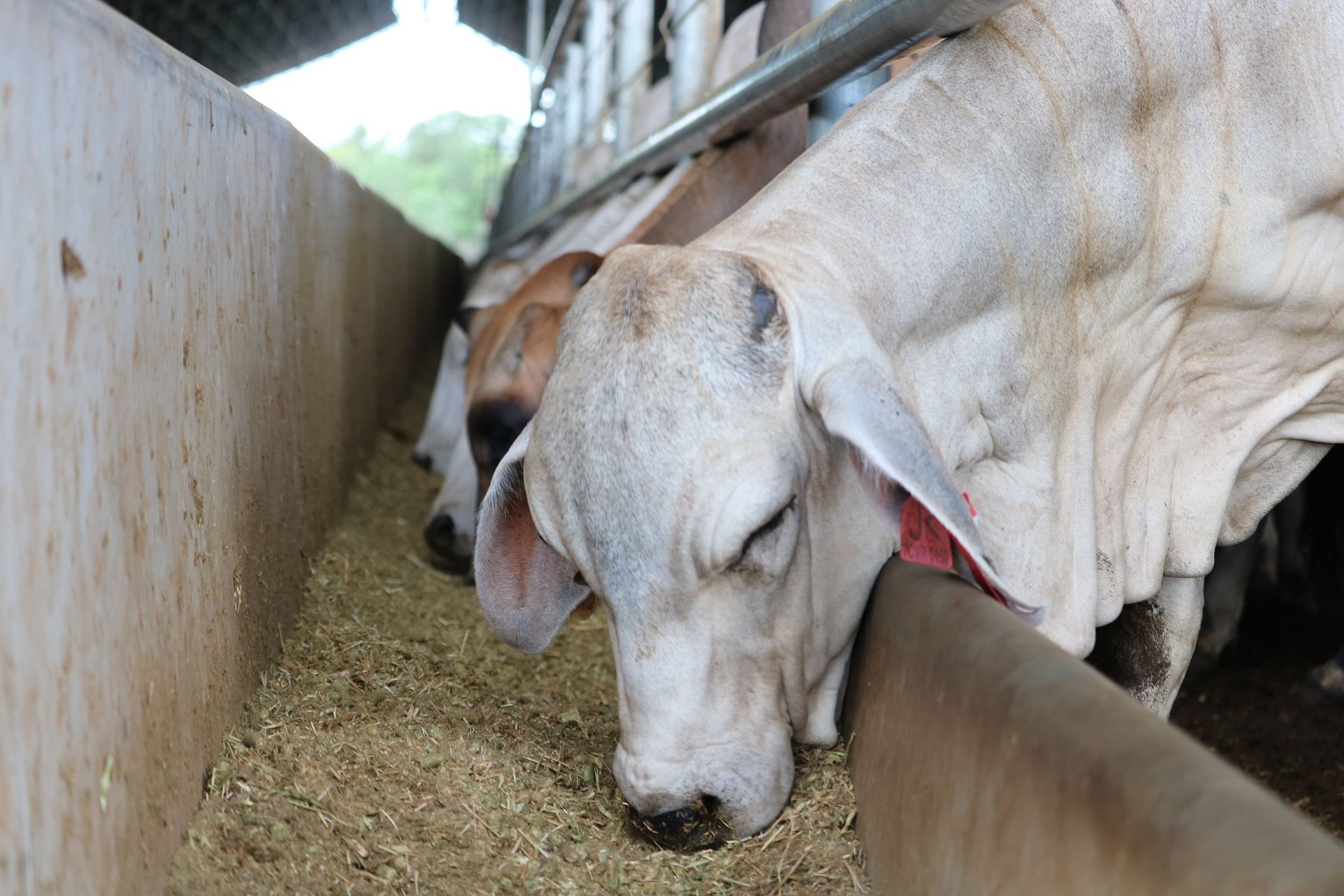 White Brahman cattle eat feed in an export yard.