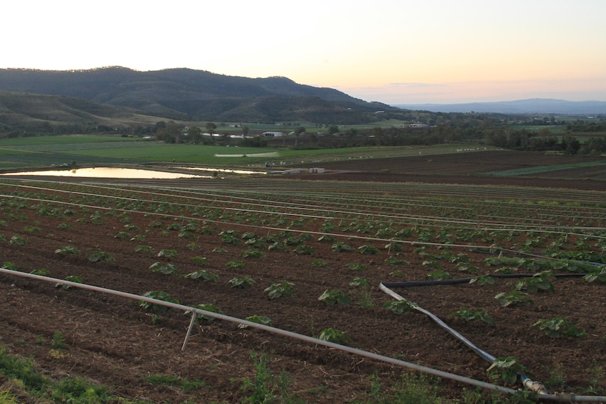 A paddock of irrigation pipes vegetables at sunset. 