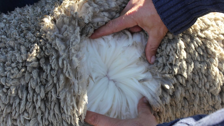 Fine merino wool at the NEMSE field day