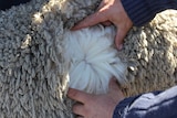 Fine merino wool