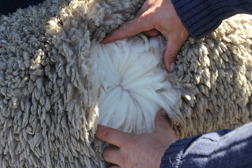 Fine merino wool at the NEMSE field day