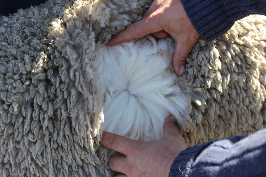 Fine Merino Wool