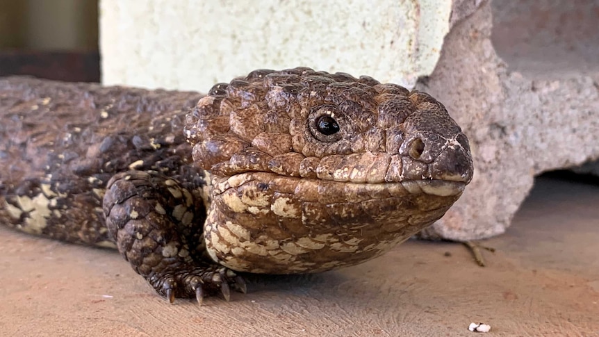 A dark brown and yellow shingleback lizard sits on a concrete floor.
