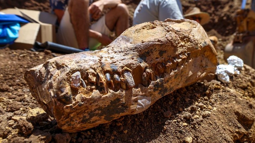  Fossilised skull of plesiosaur sits on pile of dirt.