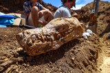 Fossilised skull of plesiosaur sits on pile of dirt.