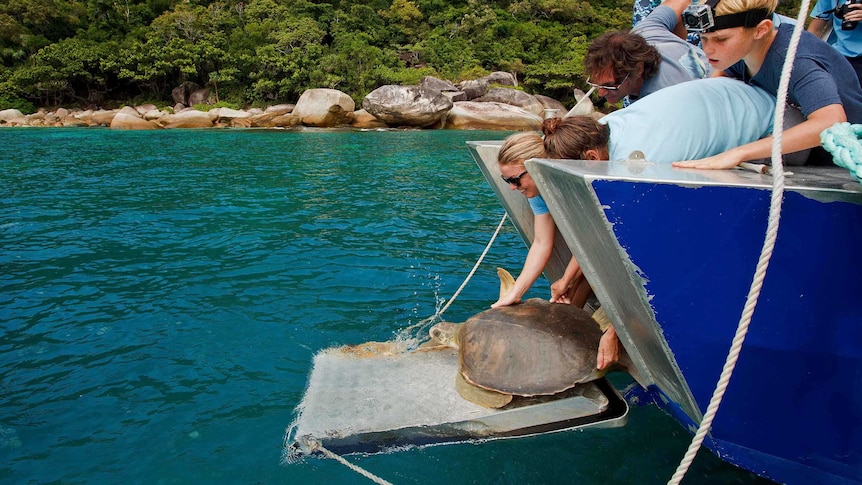 The moment rescued turtle Shelly was released at Fitzroy Island on Saturday.