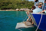 The moment rescued turtle Shelly was released at Fitzroy Island on Saturday.