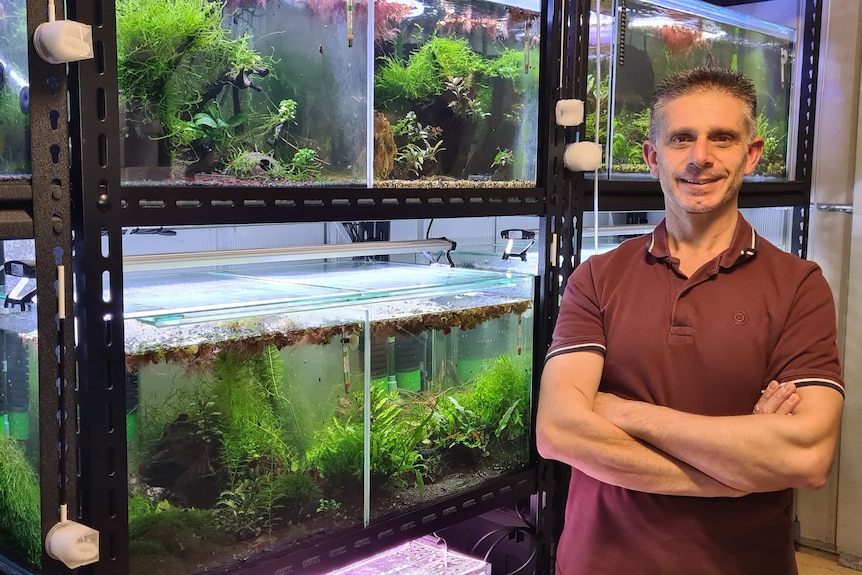 Man standing in front of several fish tanks containing dwarf shrimp