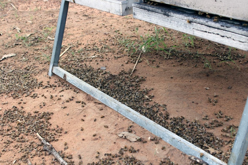 dead bees on the ground in front of a hive.