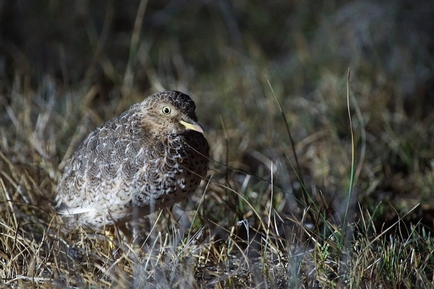 A small quail-like bird crouches in grassland.