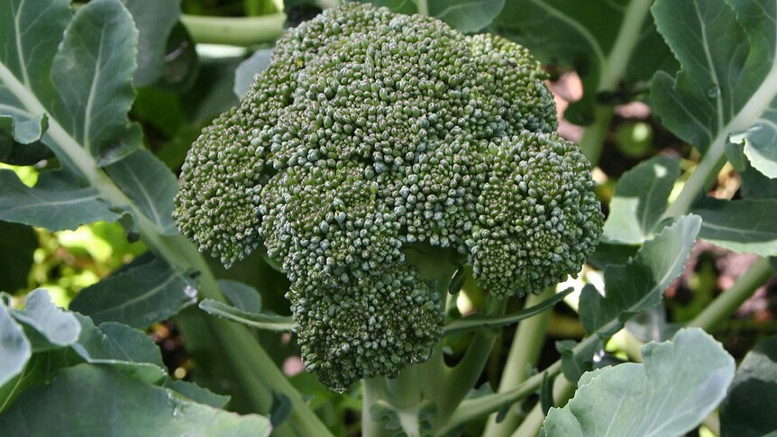 close up of green broccoli with leaves in baclground