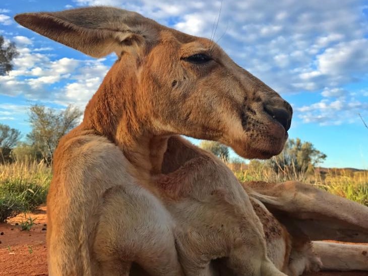 A large kangaroo rests on a patch of red dirt, leaning on his muscular right arm