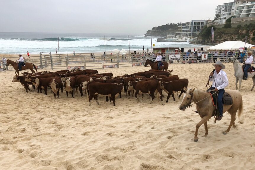 A large group of cows on sand.