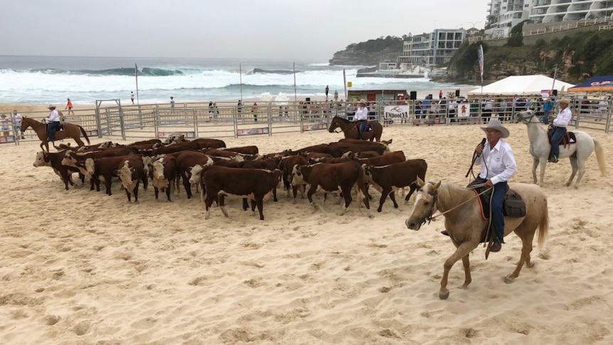 A large group of cows on sand.