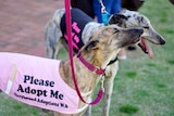 Two greyhounds wearing jackets that read "please adopt me".
