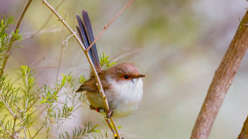 A female superb fairy-wren perched on a slim branch.