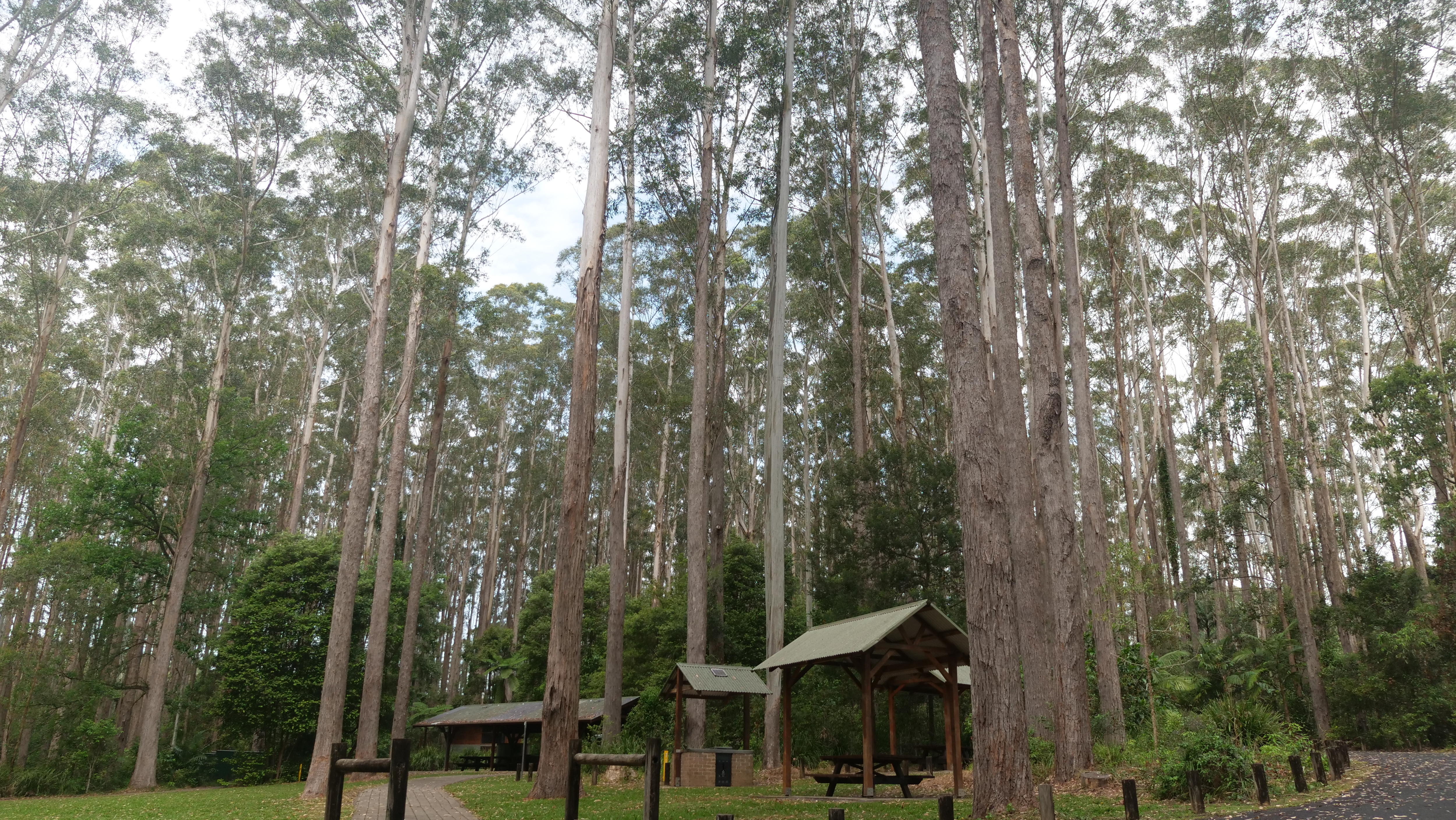 Parque de merendas ajardinado com relva, mesas cobertas e churrasqueiras, rodeado de altos eucaliptos e plantas autóctones.