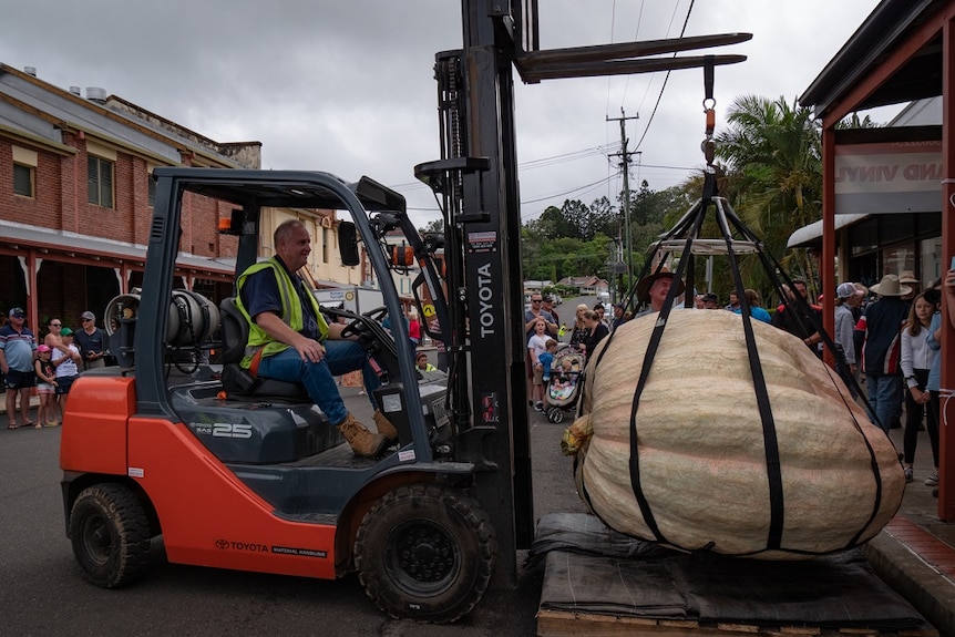 Fork lift placing giant pumpkin on scale.