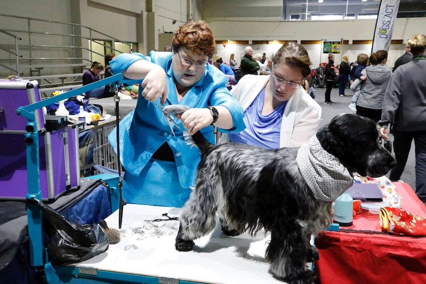 Dog owners give their puppy dog a haircut.