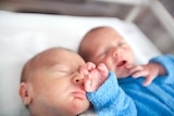 Two male baby newborns together in cot in hospital.