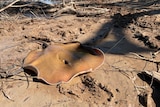 orange stingray lying on brown mud