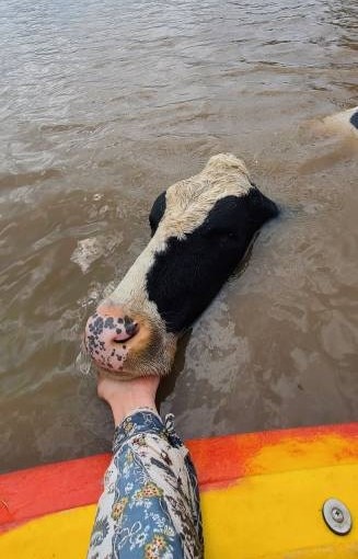 Brown water surrounds a drowning dairy cow, mans hand is reaching under its chin