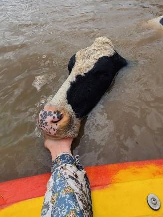 Brown water surrounds a drowning dairy cow, mans hand is reaching under its chin