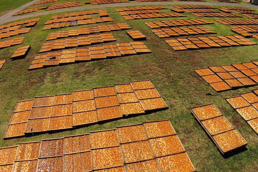 A photograph of a plot of land with trays of apricots drying in the sun