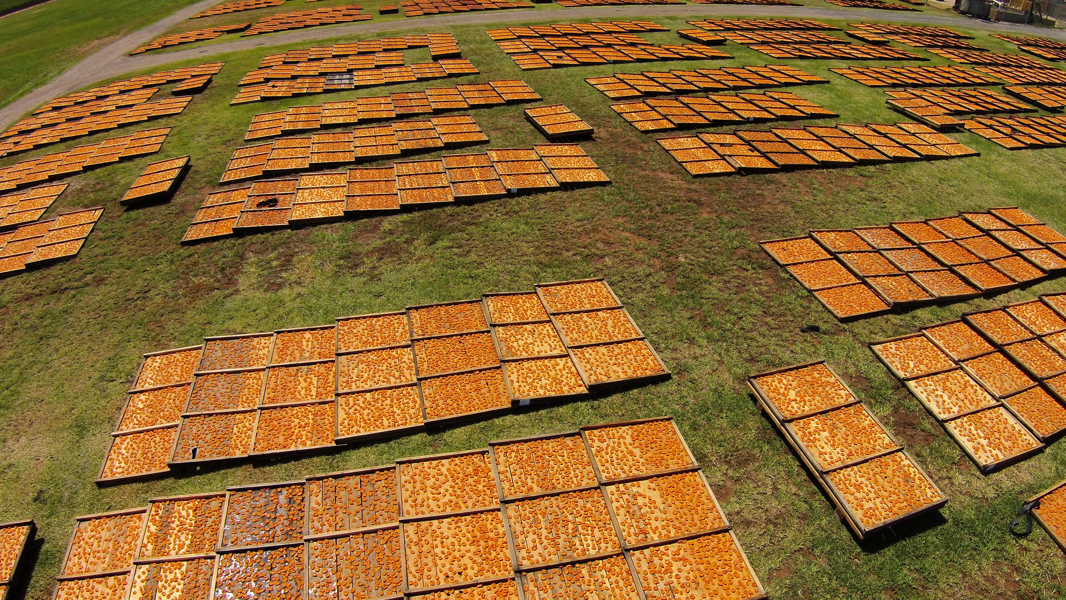 A photograph of a field with trays of apricots drying in the sun