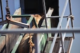 Cattle going onto a live export ship