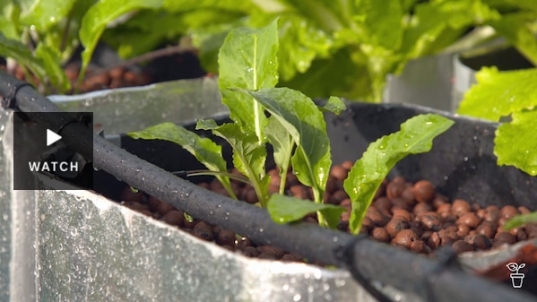Plants growing in hydroponic pots with a watering system above. Has Video.